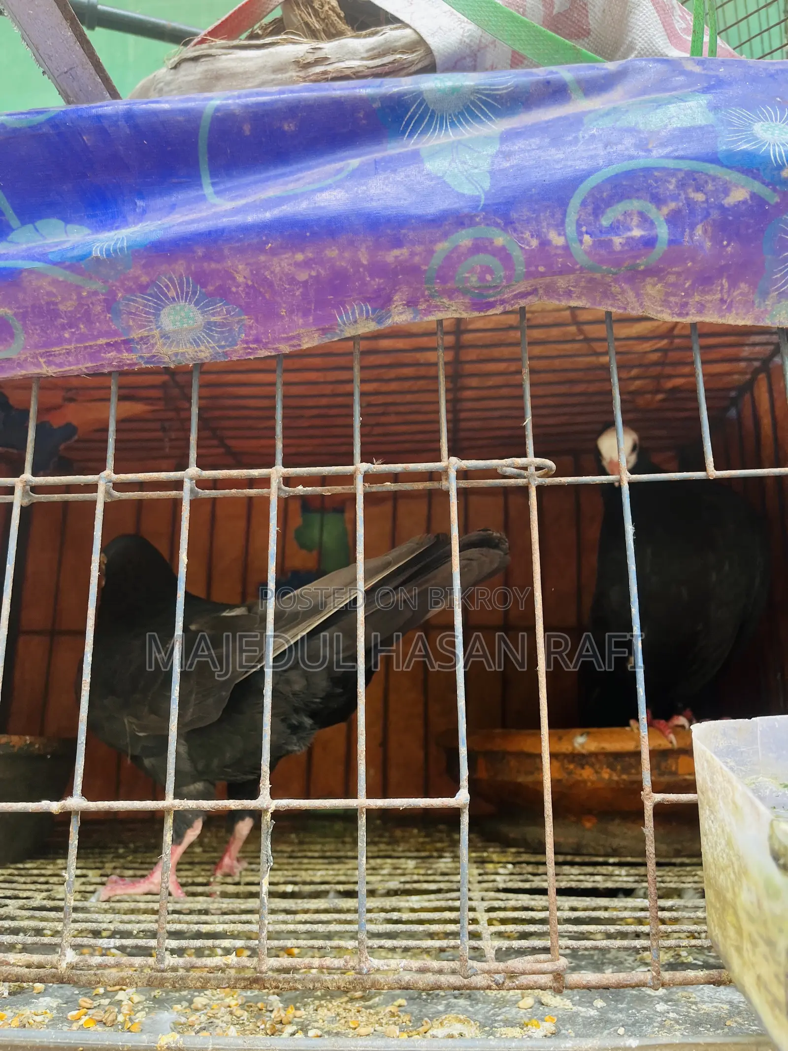 Bengali Pigeon