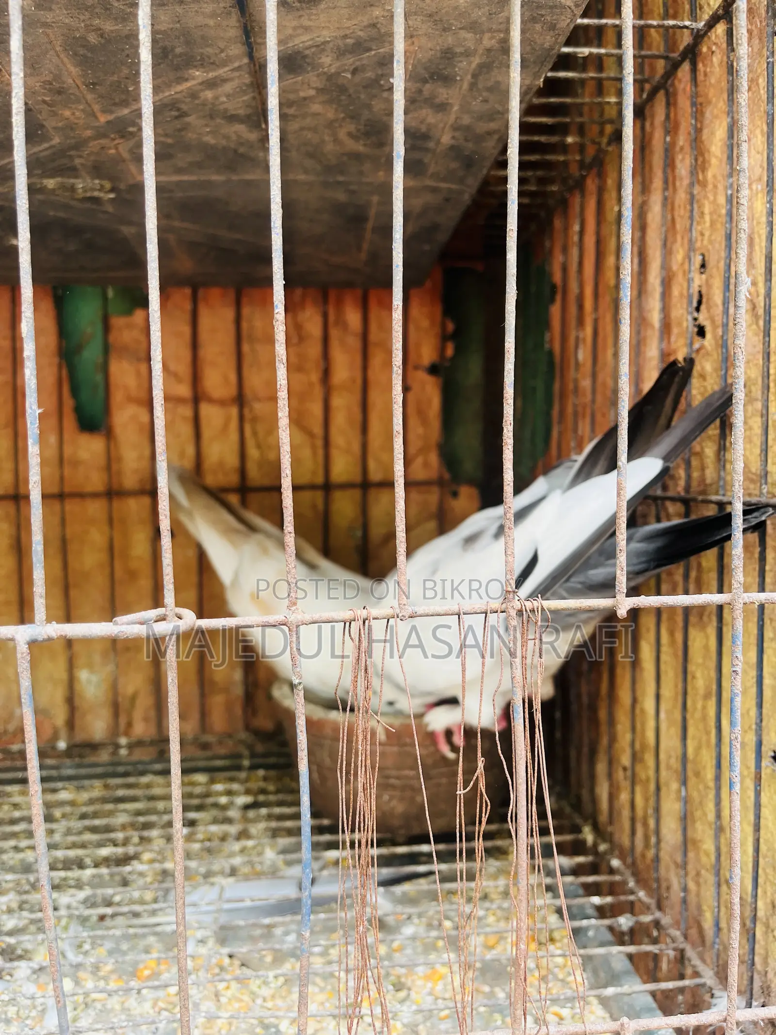 Bengali Pigeon