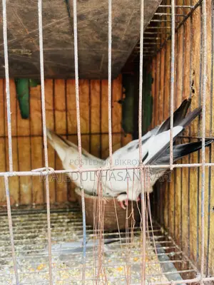 Bengali Pigeon