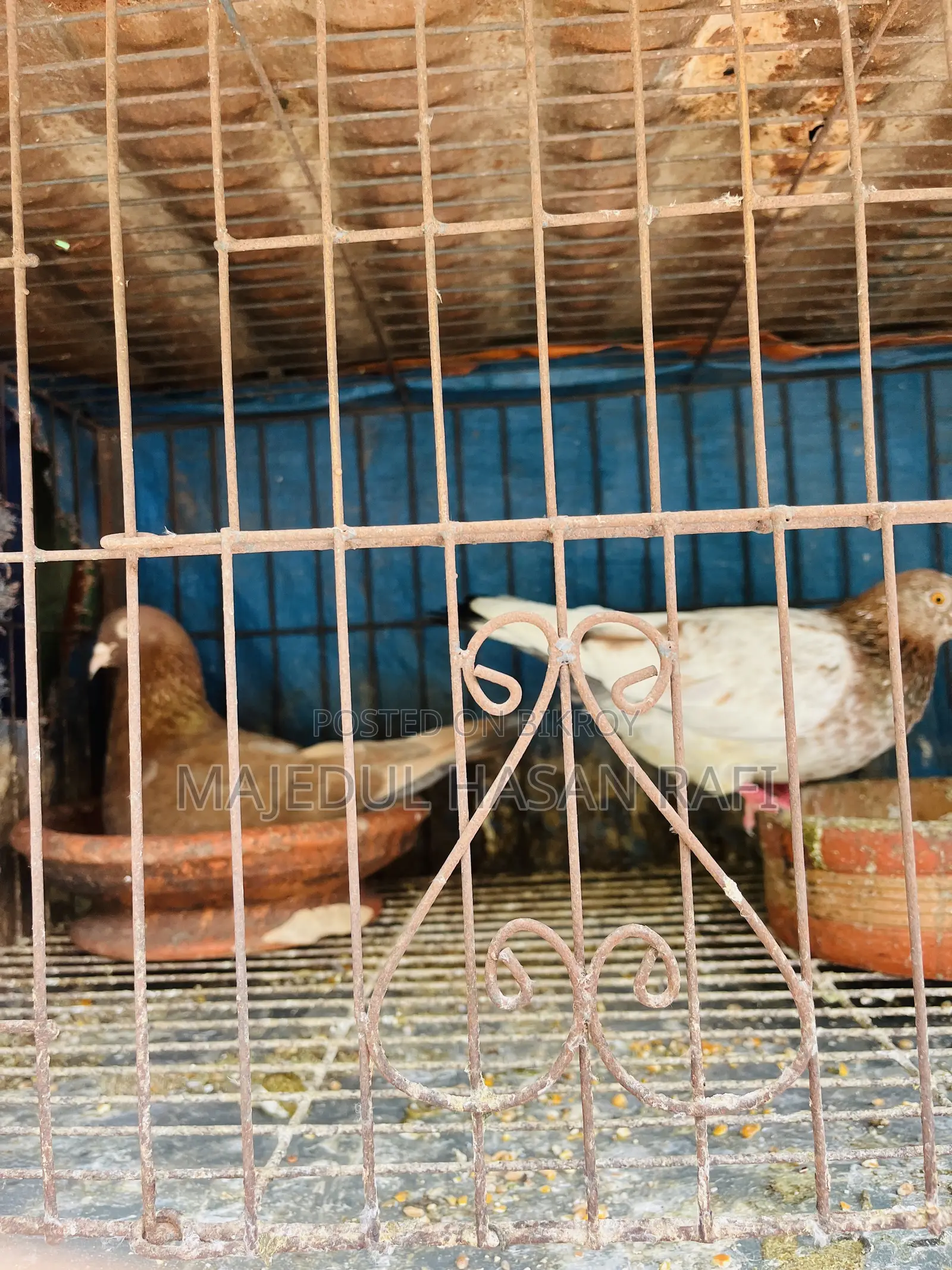 Bengali Pigeon