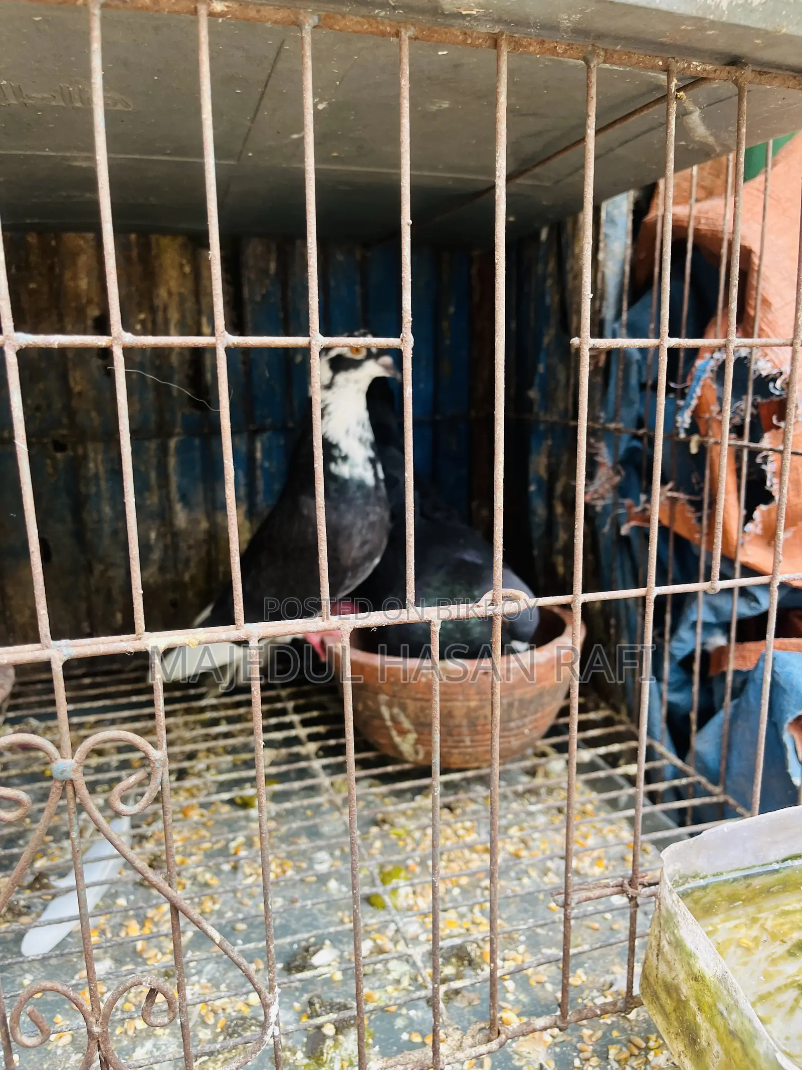 Bengali Pigeon