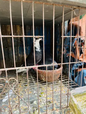 Bengali Pigeon