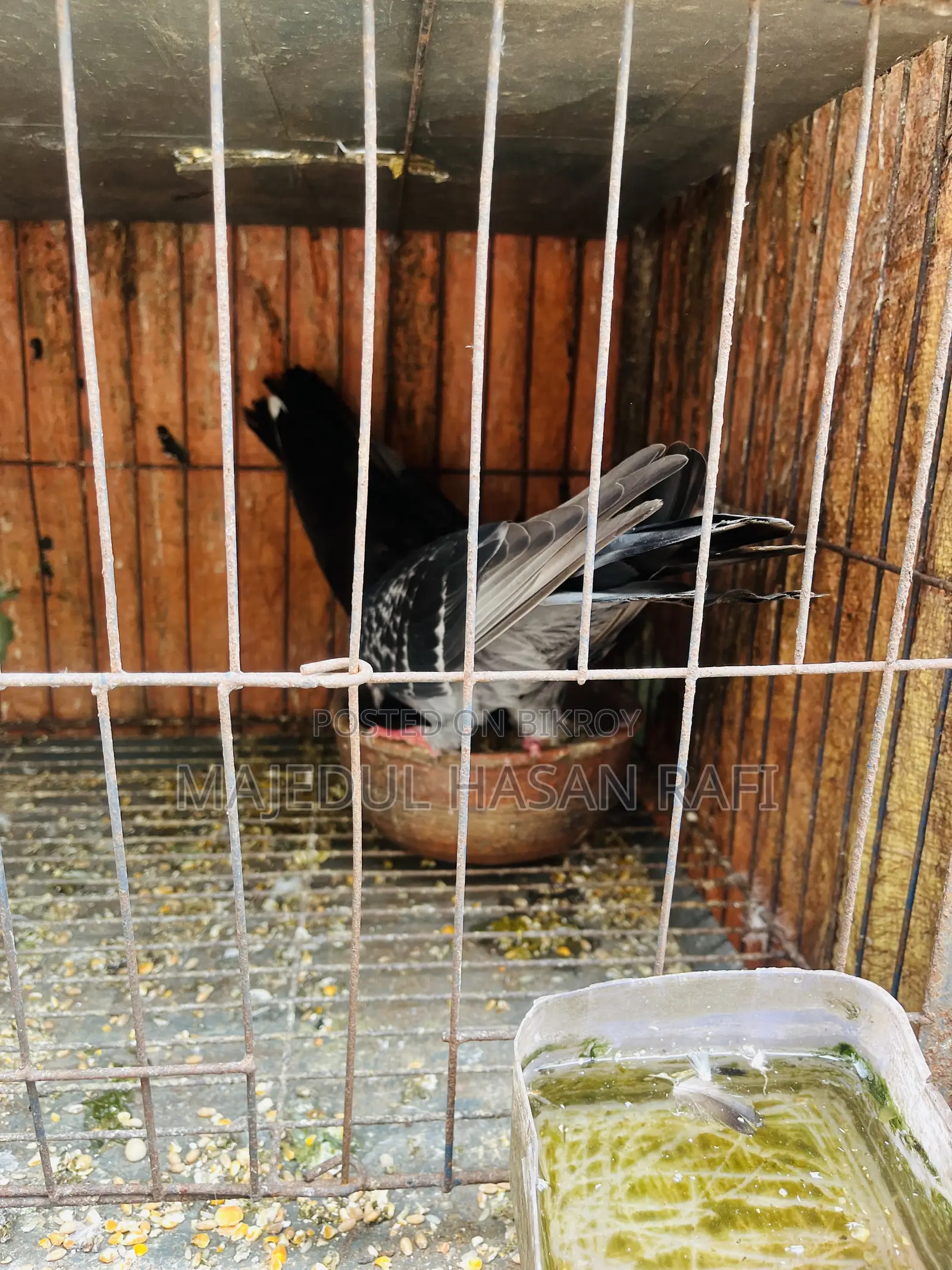 Bengali Pigeon