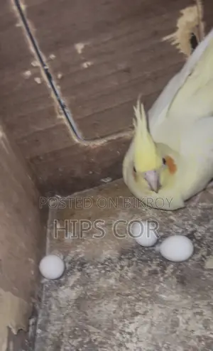 Cockatiel, Lovebird