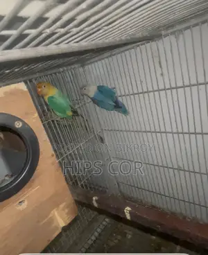 Cockatiel, Lovebird