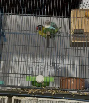 Cockatiel, Lovebird