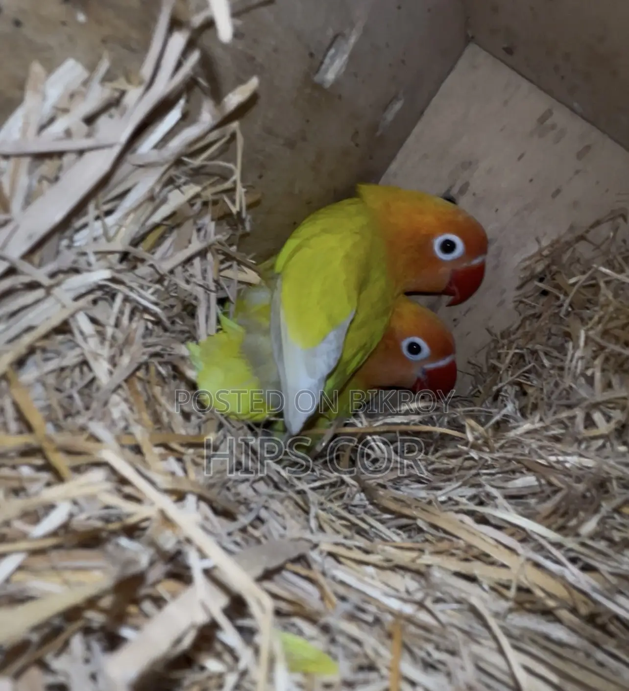 Cockatiel, Lovebird