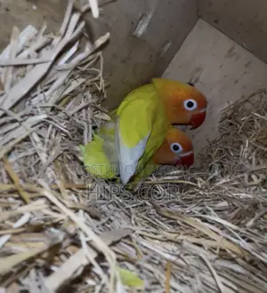 Cockatiel, Lovebird