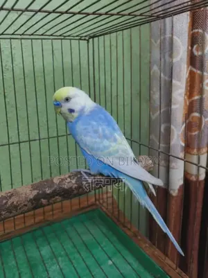 Rainbow Male 2 Pieces