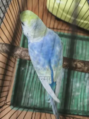Rainbow Male 2 Pieces