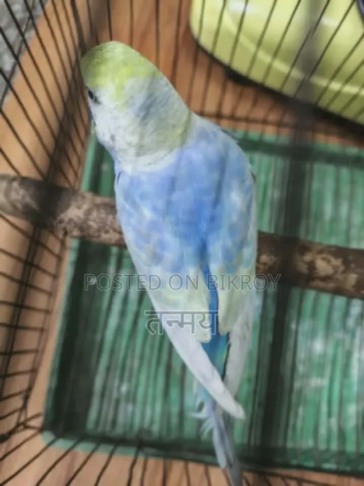 Rainbow Male 2 Pieces