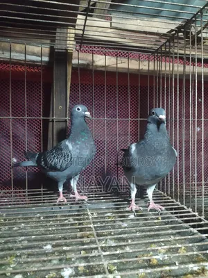 Racer Makshi Pigeon