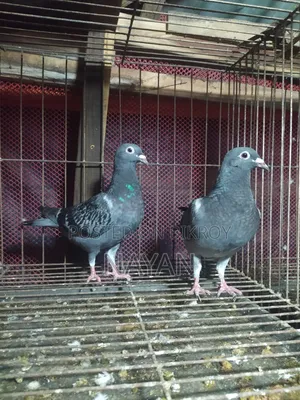 Racer Makshi Pigeon