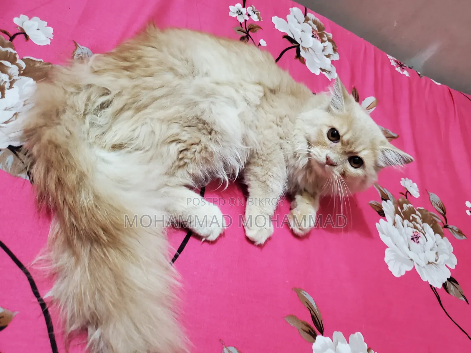 3-6 Months Male Purebred Persian