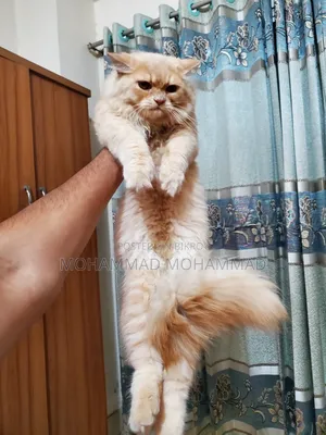 3-6 Months Male Purebred Persian