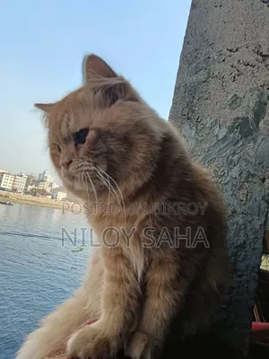 1+ Year Male Purebred Persian Cat