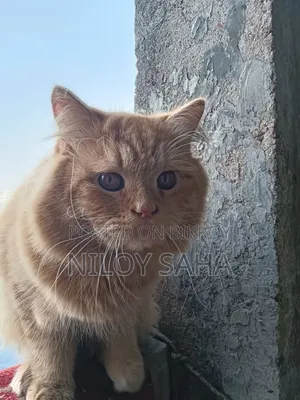 1+ Year Male Purebred Persian Cat