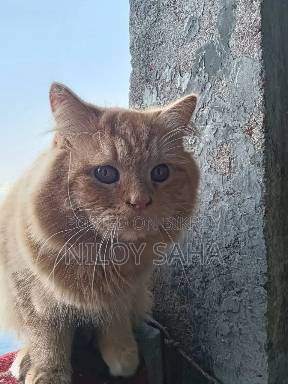 1+ Year Male Purebred Persian Cat