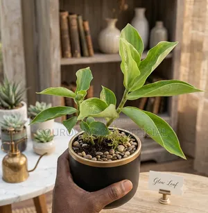Insulin Plant