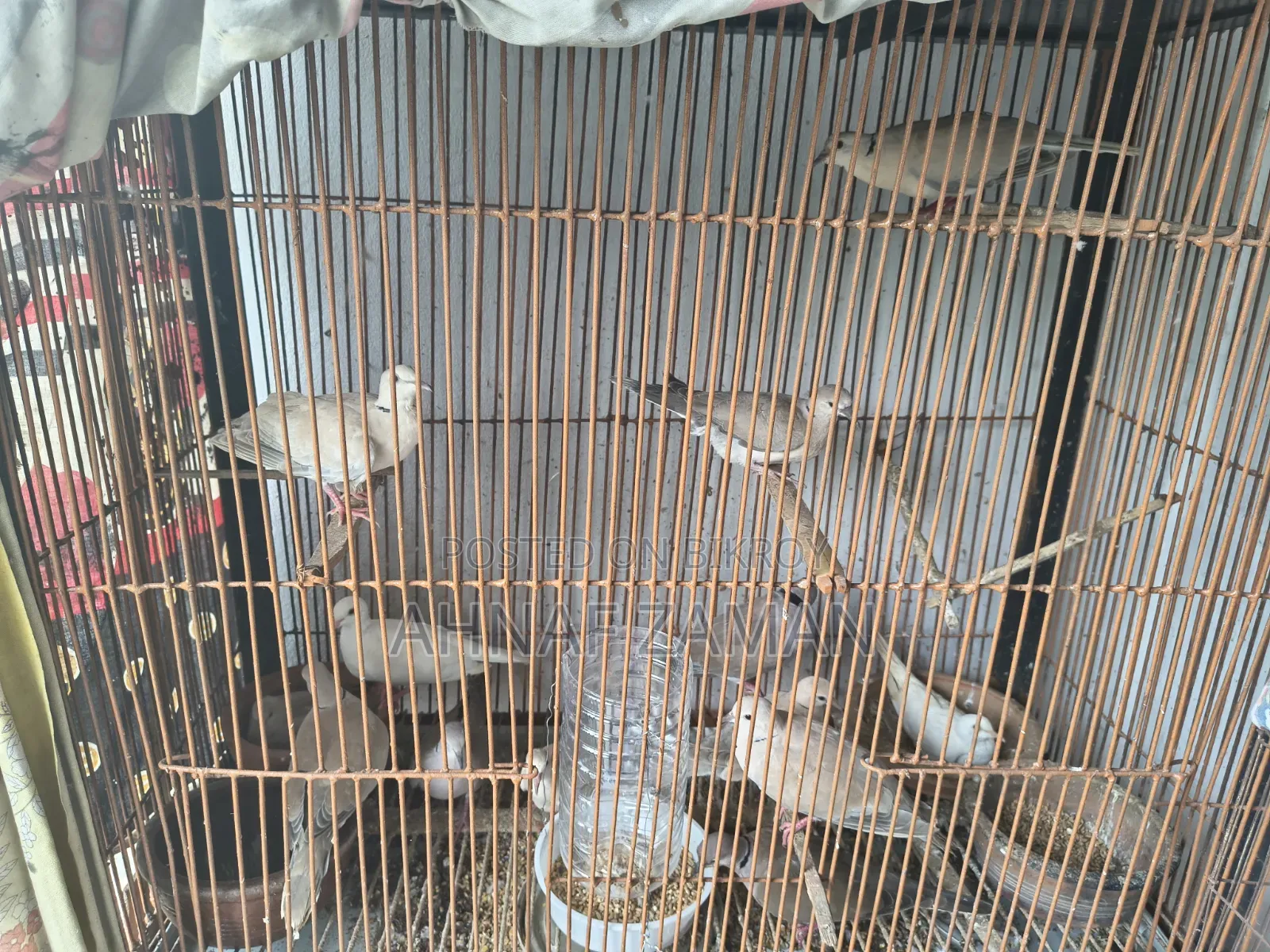 Dove Bird