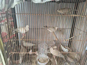 ঘুঘু পাখি