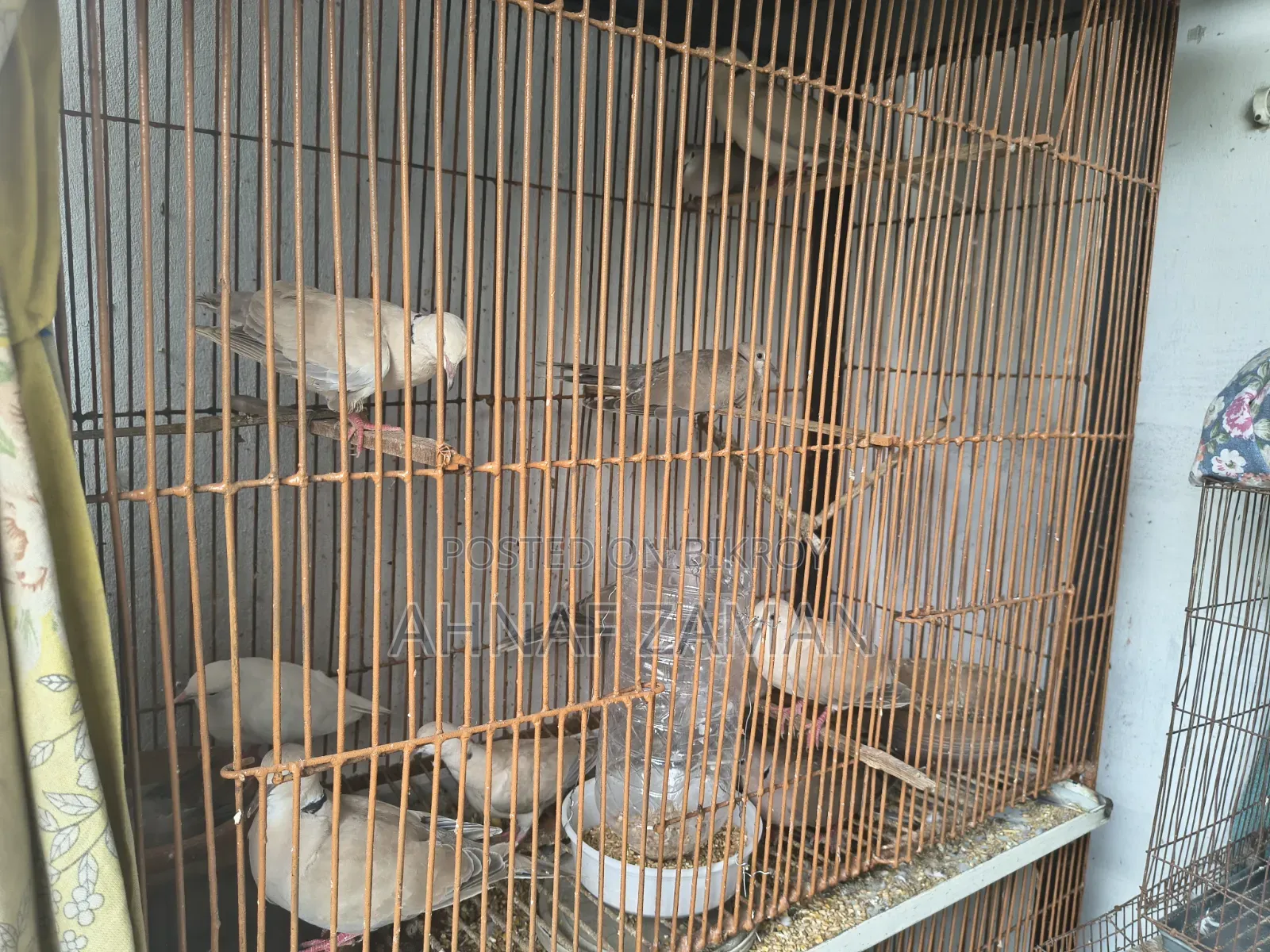 Dove Bird