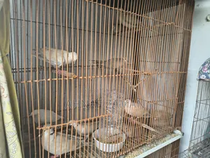 Dove Bird