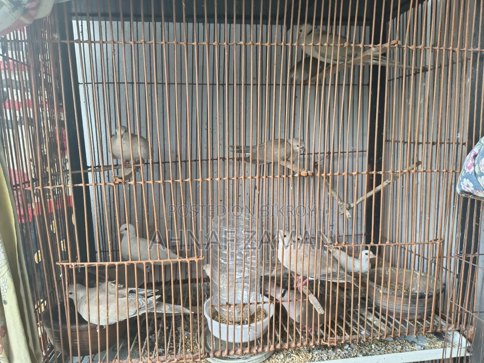 Dove Bird