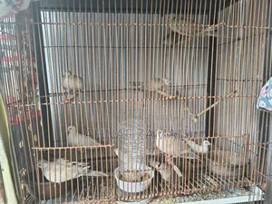 Dove Bird
