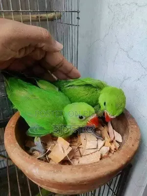 টিয়া পাখি