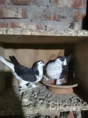 Shirazi Pigeon