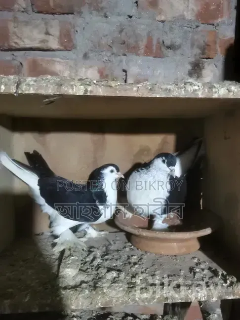 Shirazi Pigeon