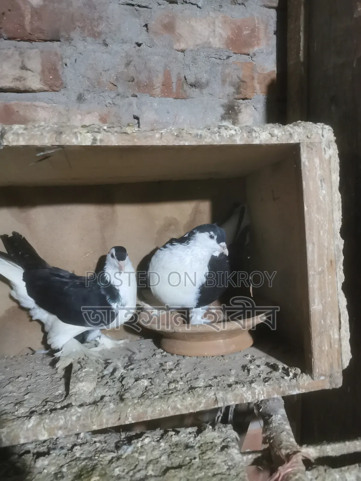 Shirazi Pigeon