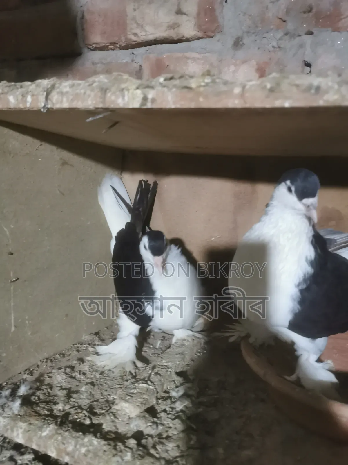 Shirazi Pigeon