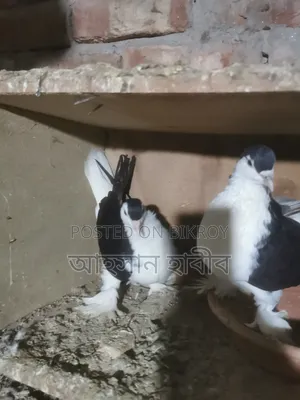 Shirazi Pigeon