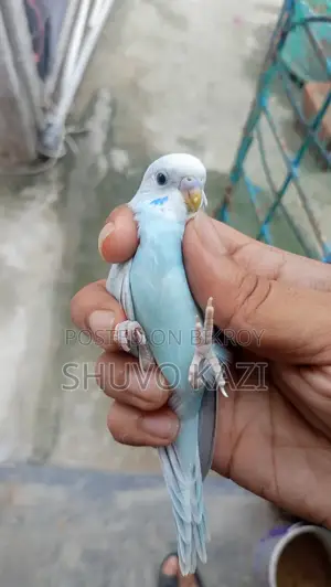 বাজুরিকা পাখি