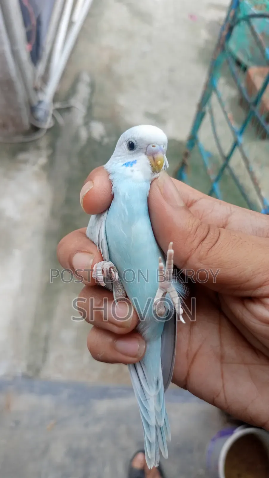Budgerigar Bird