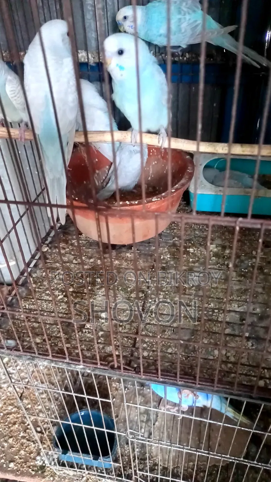 Budgerigar Bird