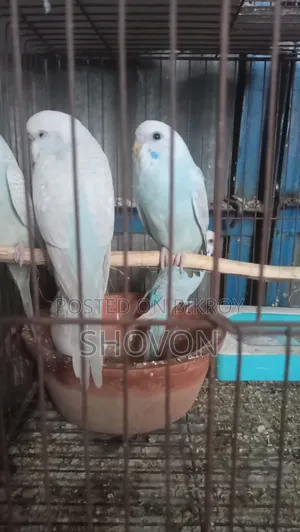 Budgerigar Bird