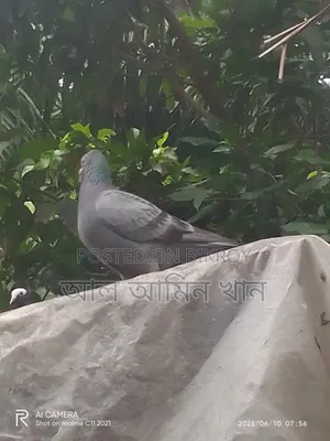 কবুতর বিক্রি করবো