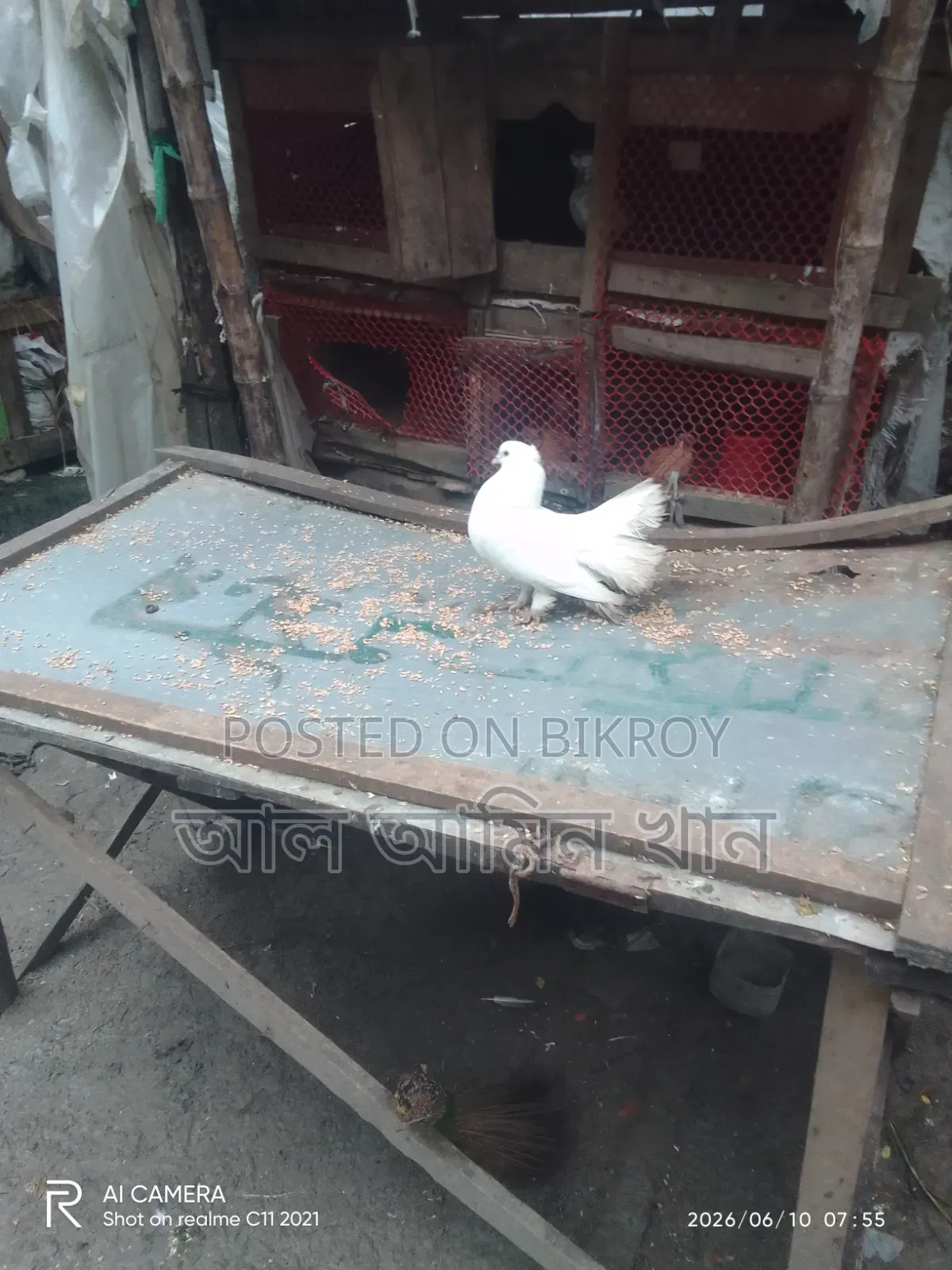 Selling Pigeons