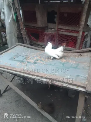 Selling Pigeons