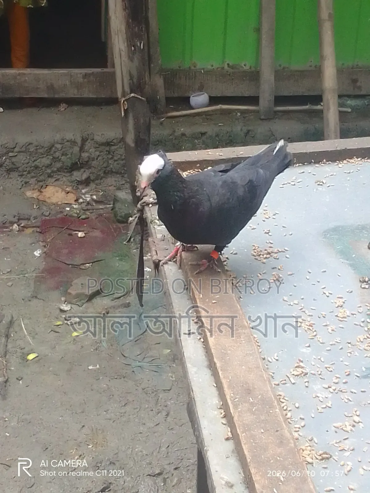 Selling Pigeons