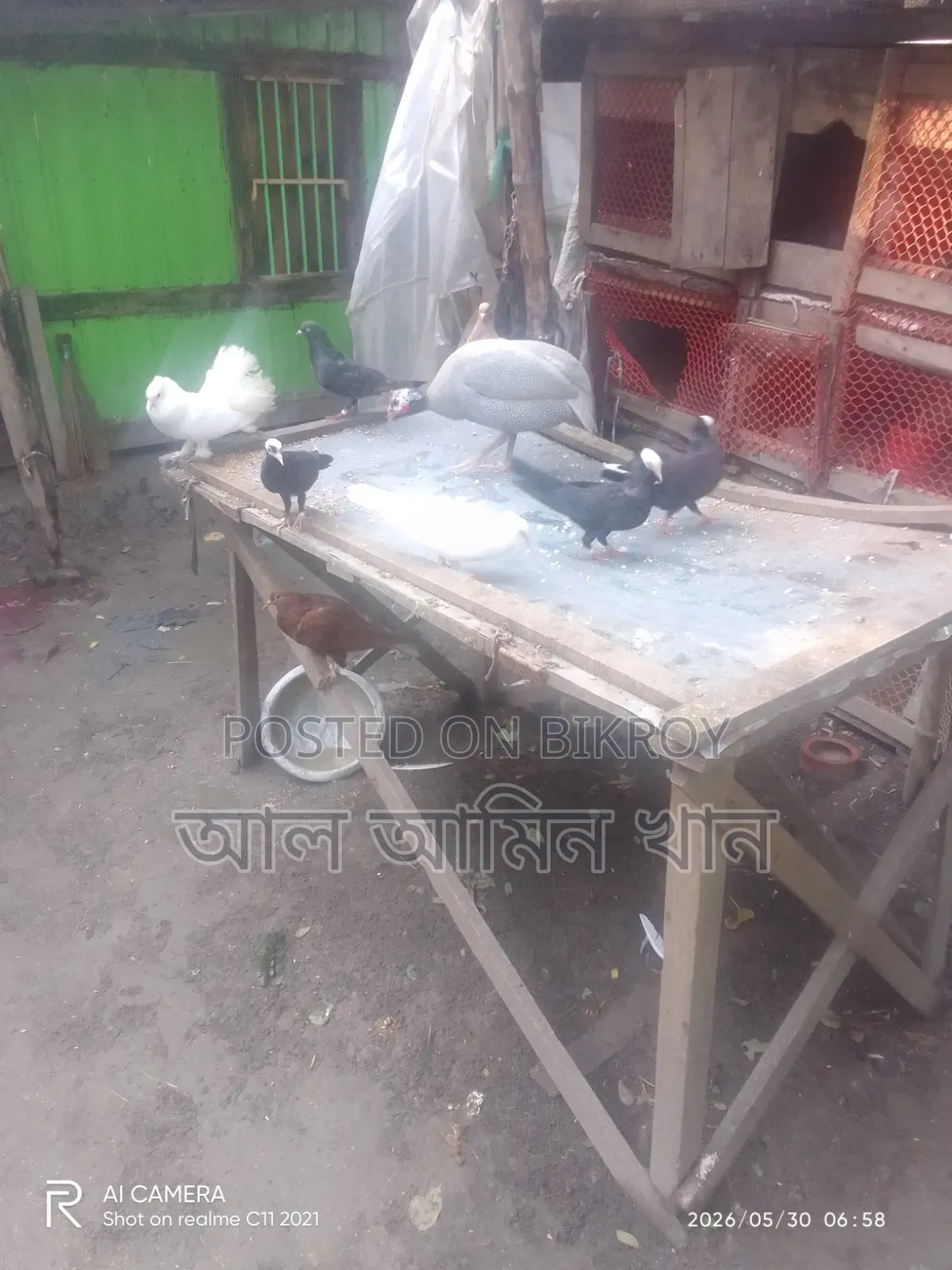 Selling Pigeons