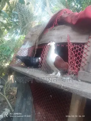 Selling Pigeons