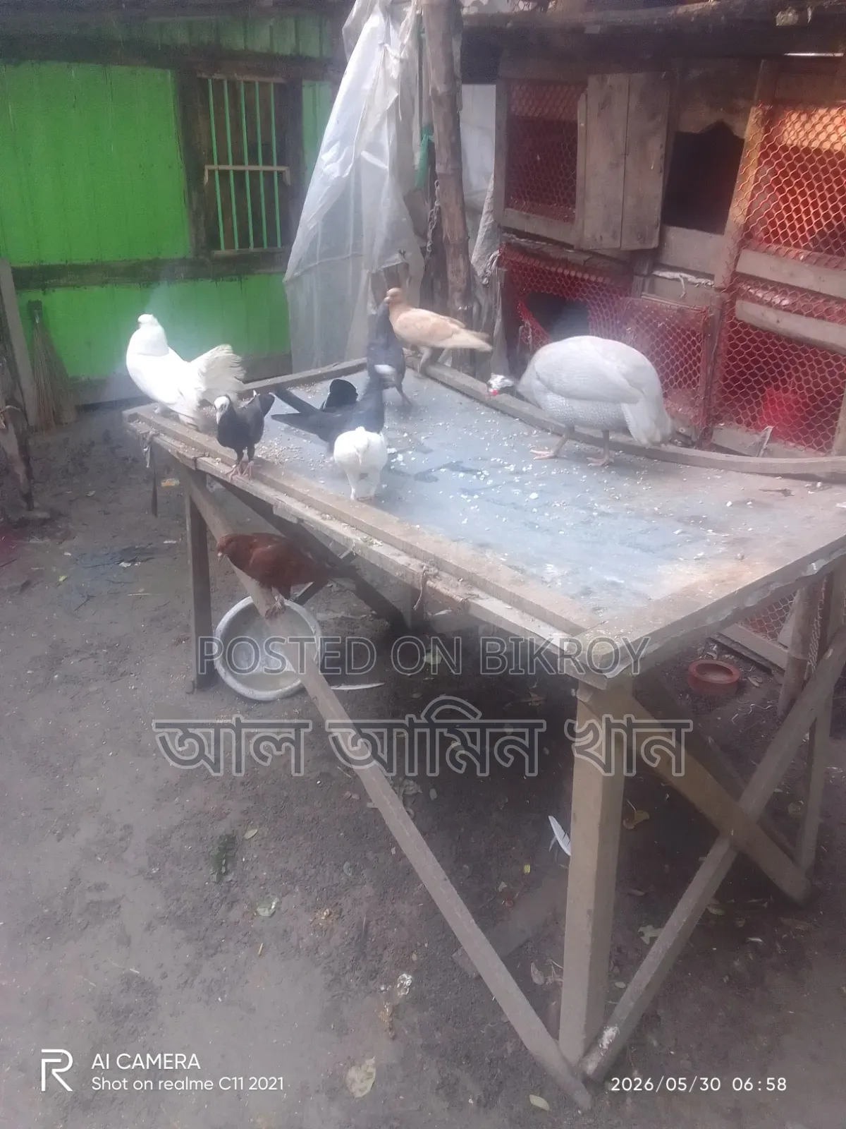 Selling Pigeons