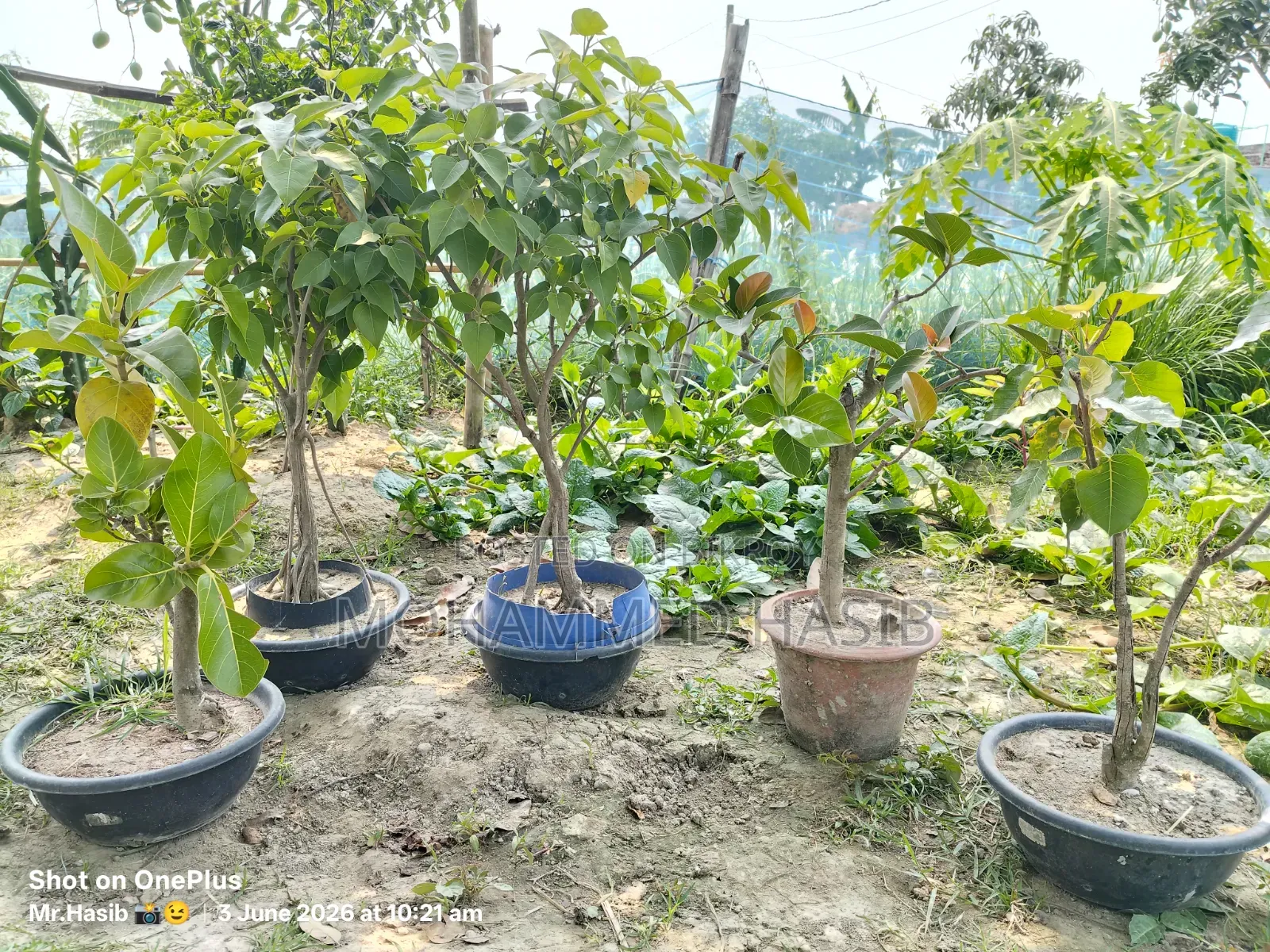Native Banyan and Pakur Bonsai, each 9 years old