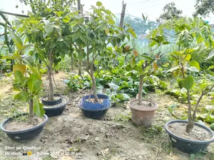 Native Banyan and Pakur Bonsai, each 9 years old