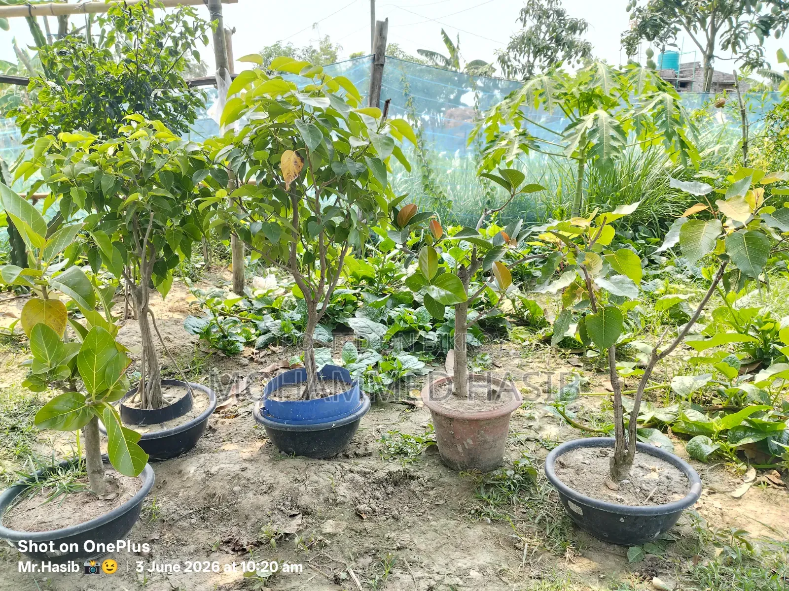 Native Banyan and Pakur Bonsai, each 9 years old