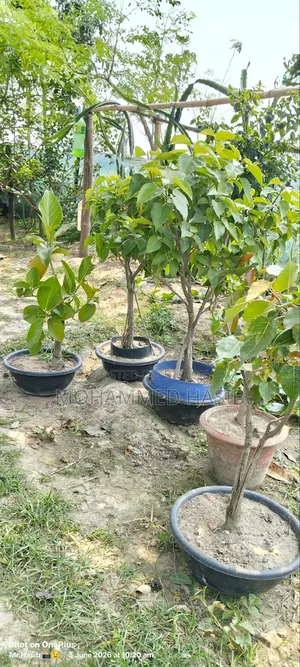 Native Banyan and Pakur Bonsai, each 9 years old